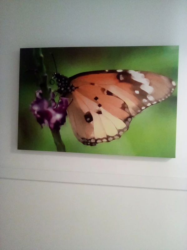 Butterfly Canvas Wall Art