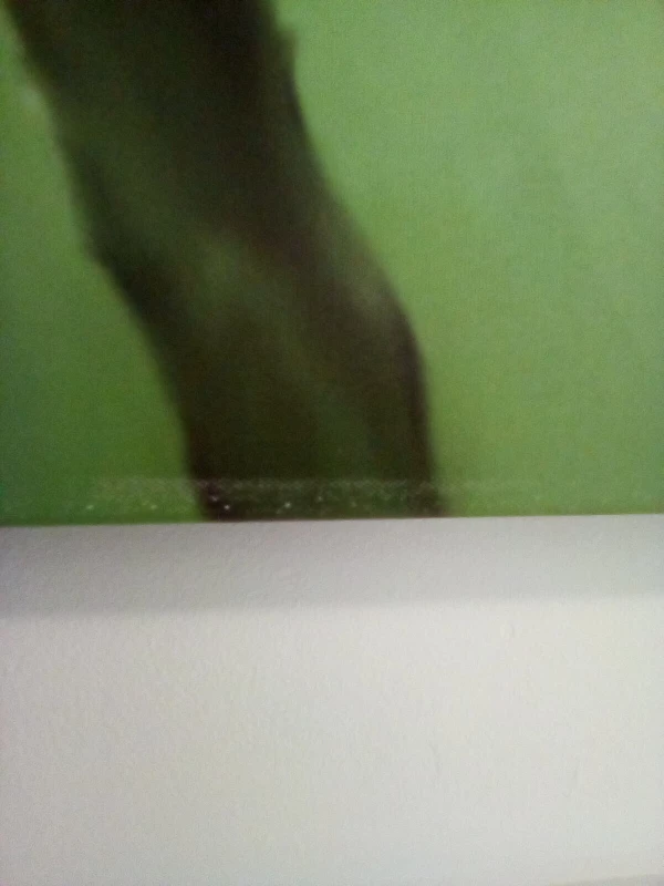 Butterfly Canvas Wall Art - photo 2