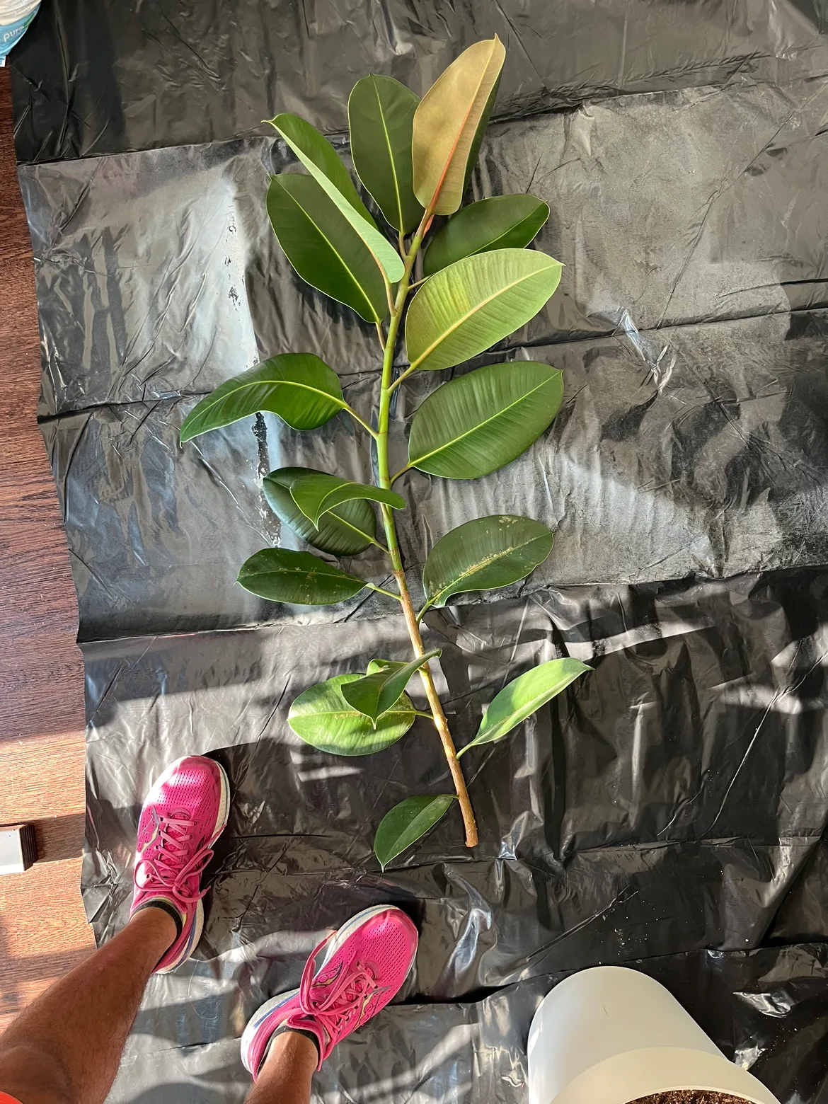 Rubber Tree Plant CUTTING