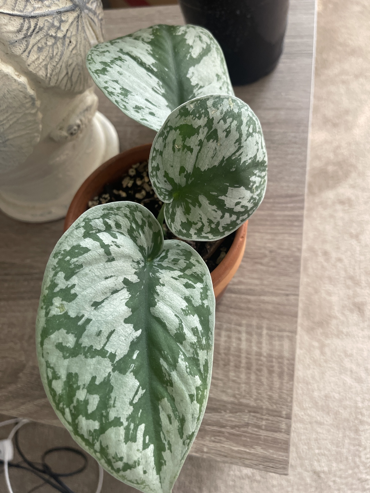 Silver Satin Pothos
