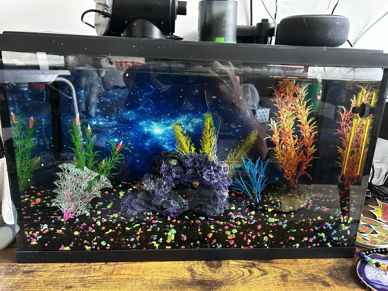 10 Gallon Fish Tank