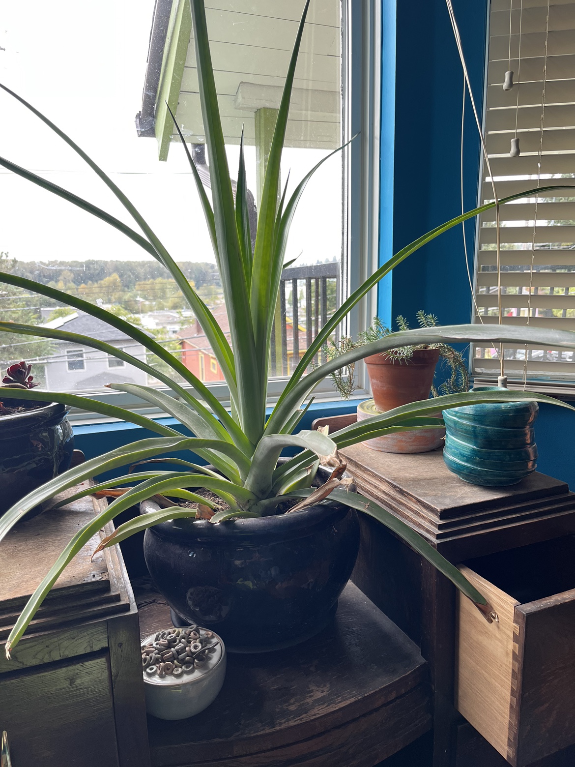 Large Pineapple Plant - photo 2