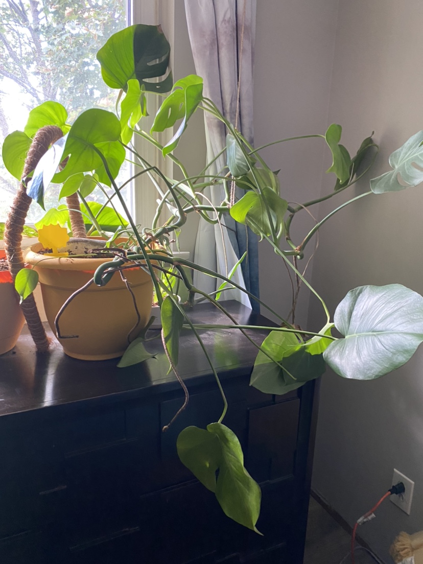 Monstera Plant
