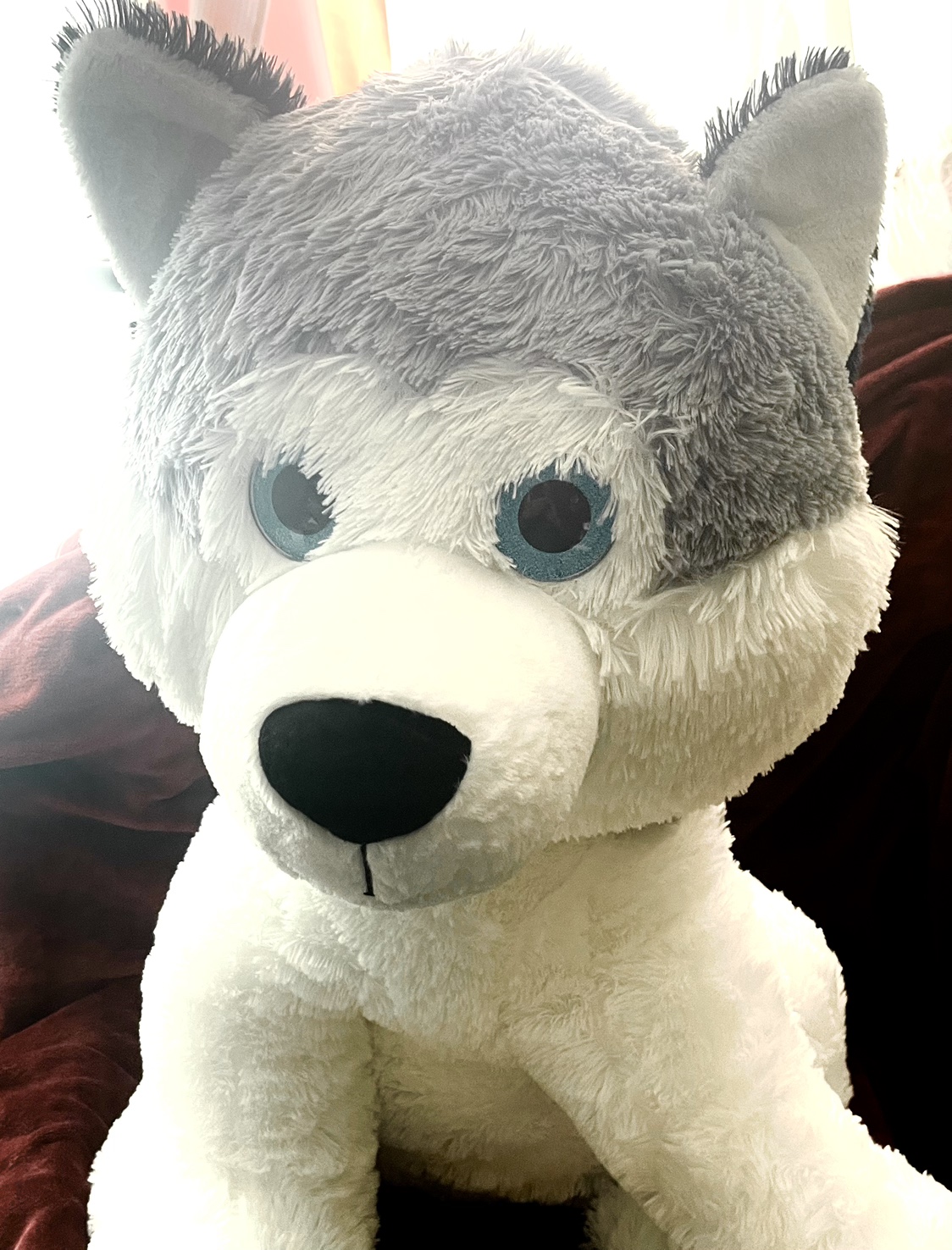 Large Plush Husky Dog with Big blue eyes needs a New Home