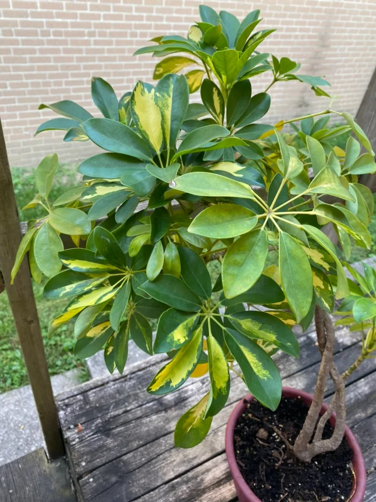 Variegated Umbrella Tree thumbnail