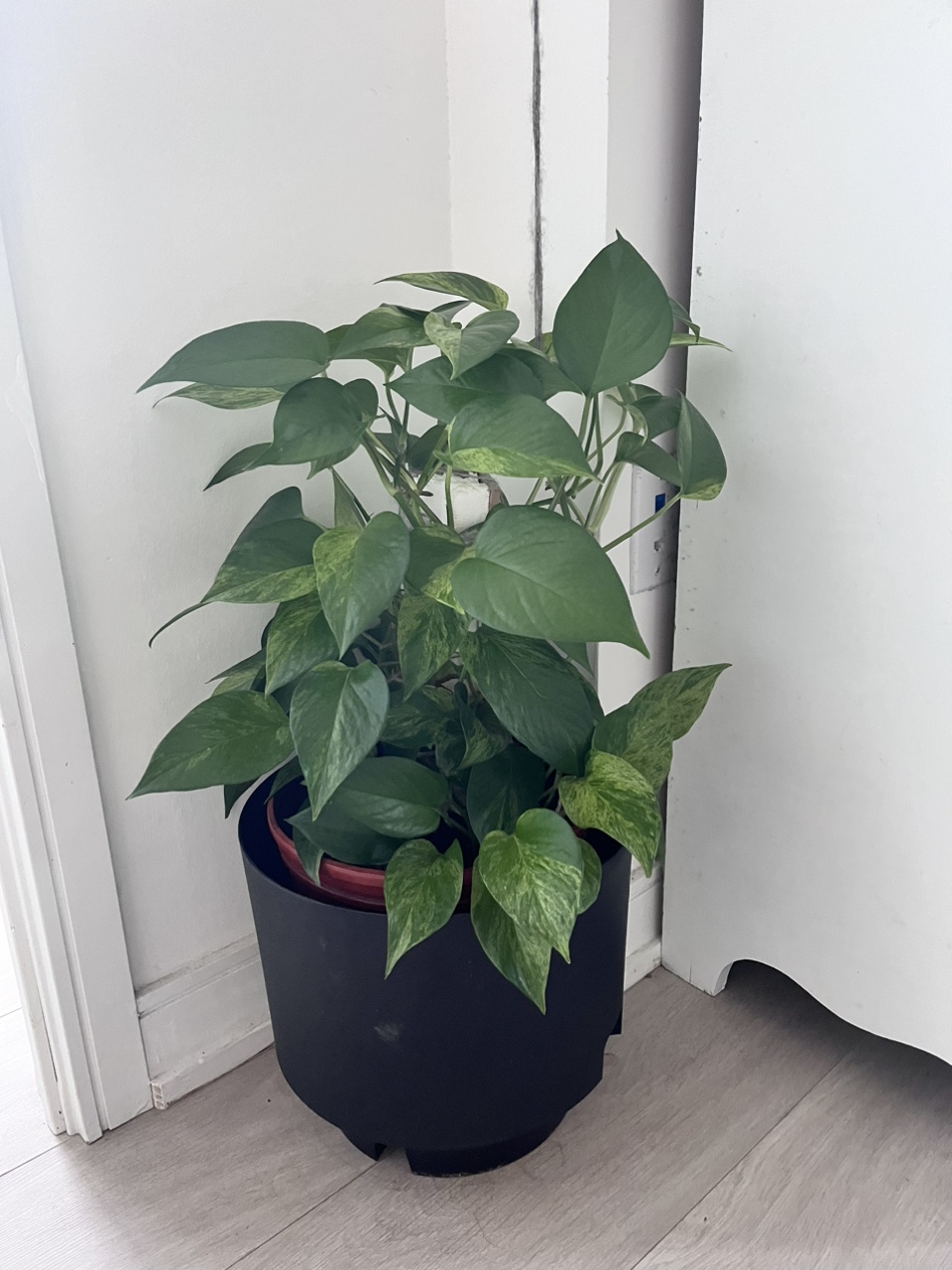 Plants