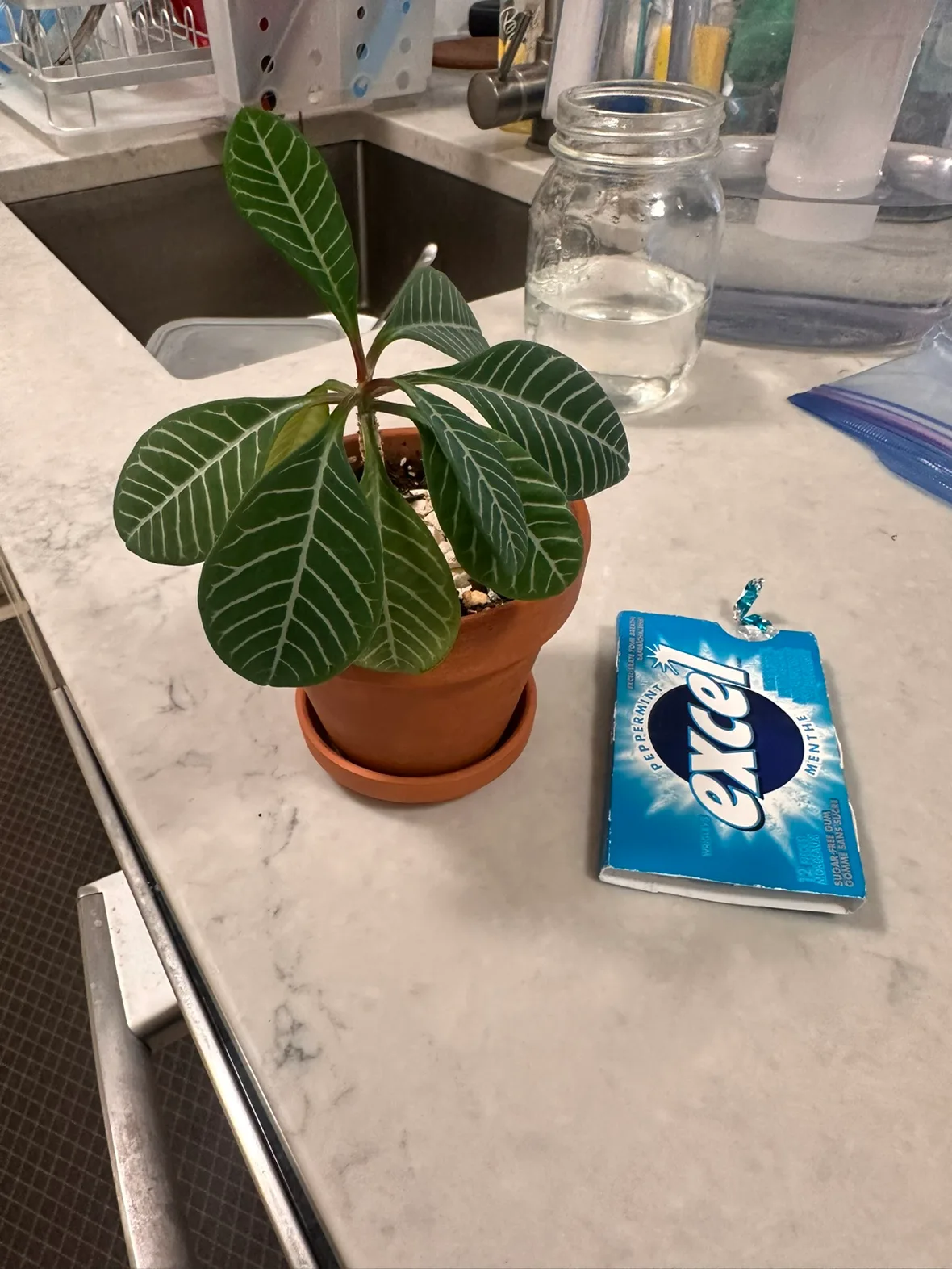Free small plant thumbnail