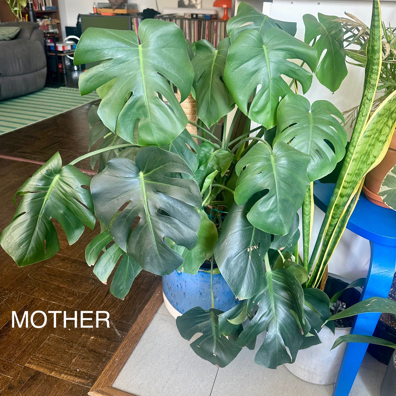 Monstera Plant in water propagation - photo 4
