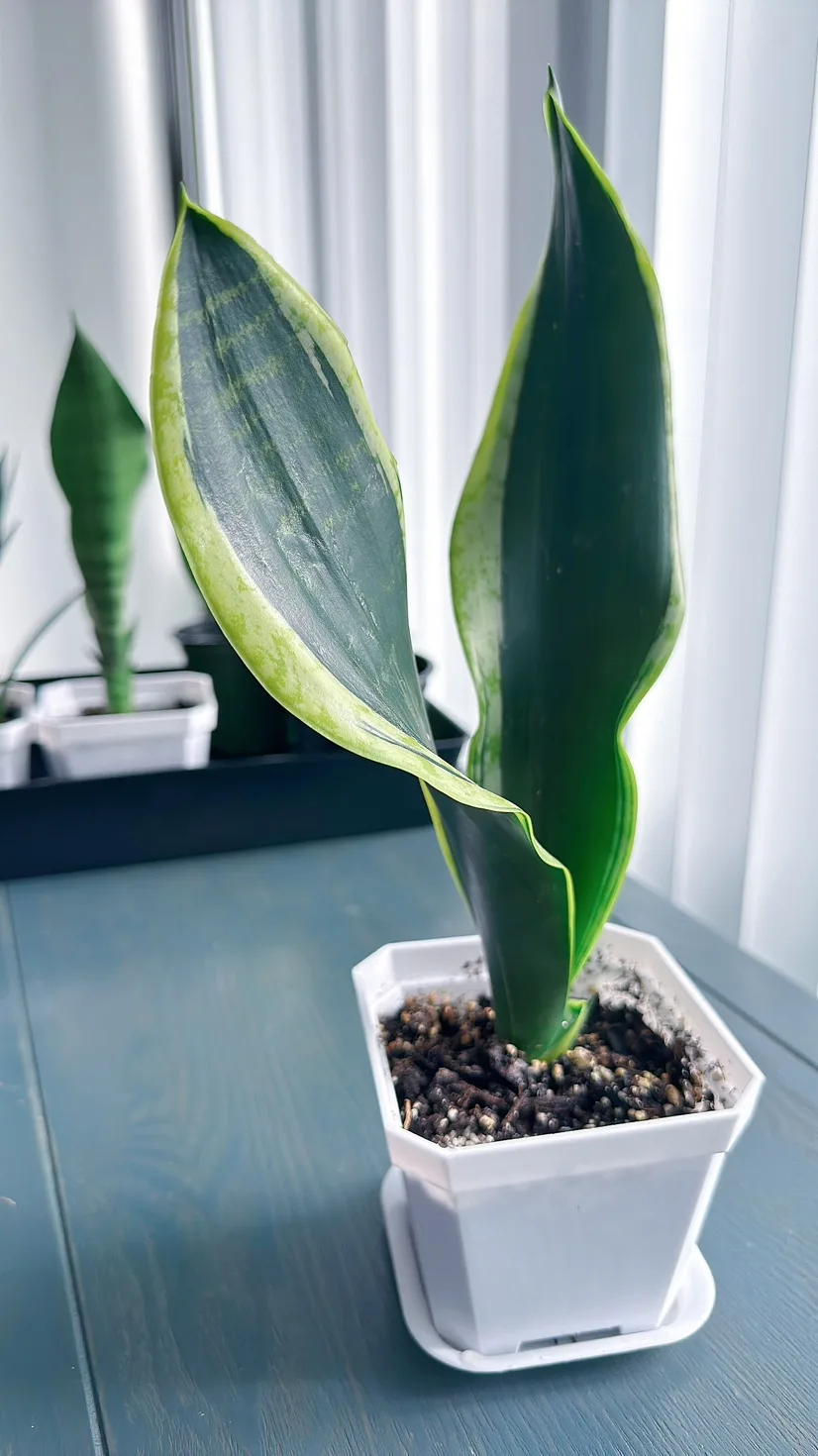 Black Gold Snake Plant (over 1 ft tall) thumbnail