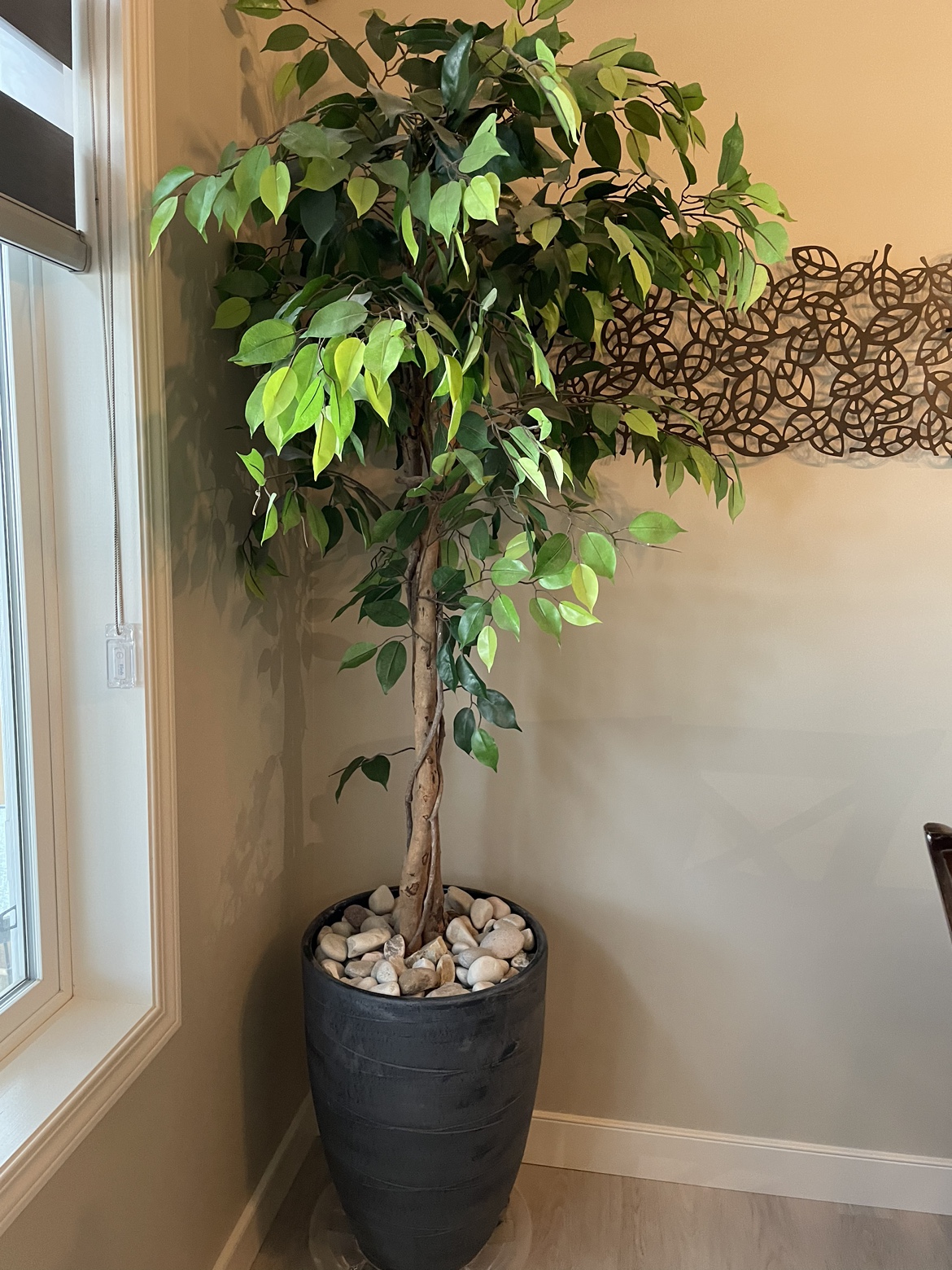 Fiddle Leaf Fig Tree