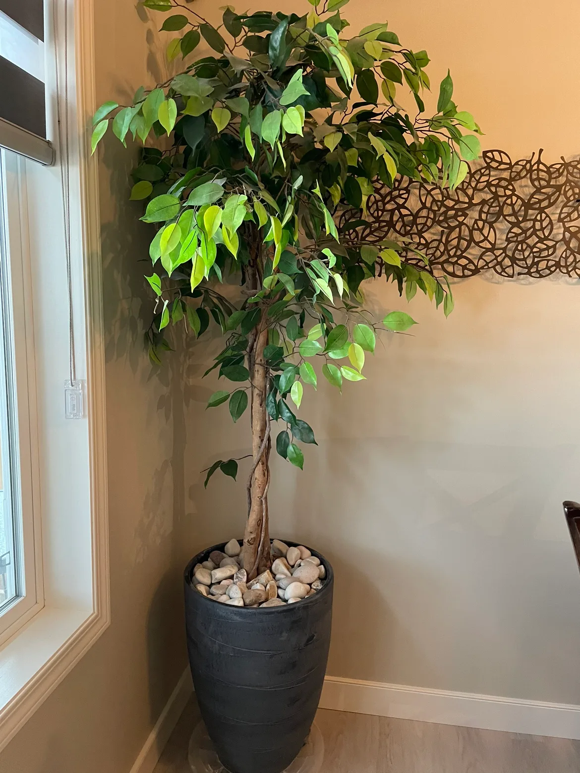Fiddle Leaf Fig Tree thumbnail