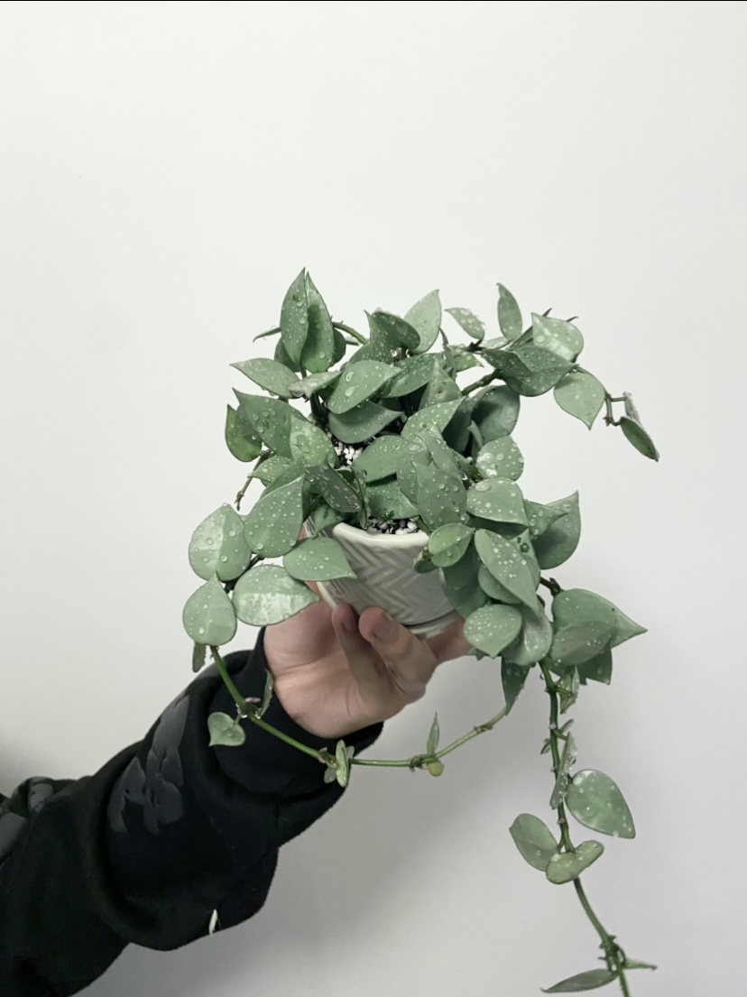 Hoya Khroniana super silver