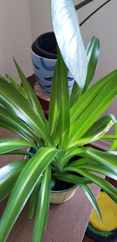 Spider plant thumbnail