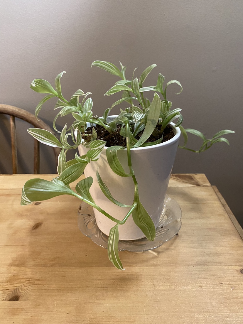 Tradescantia - photo 3