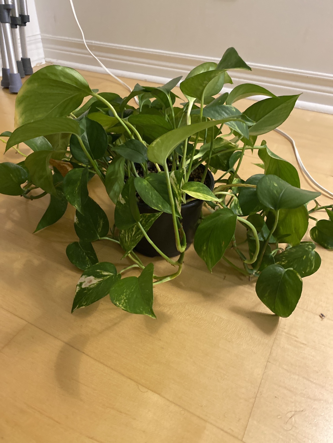 Large Potted Pothos Plant🧡 - photo 3