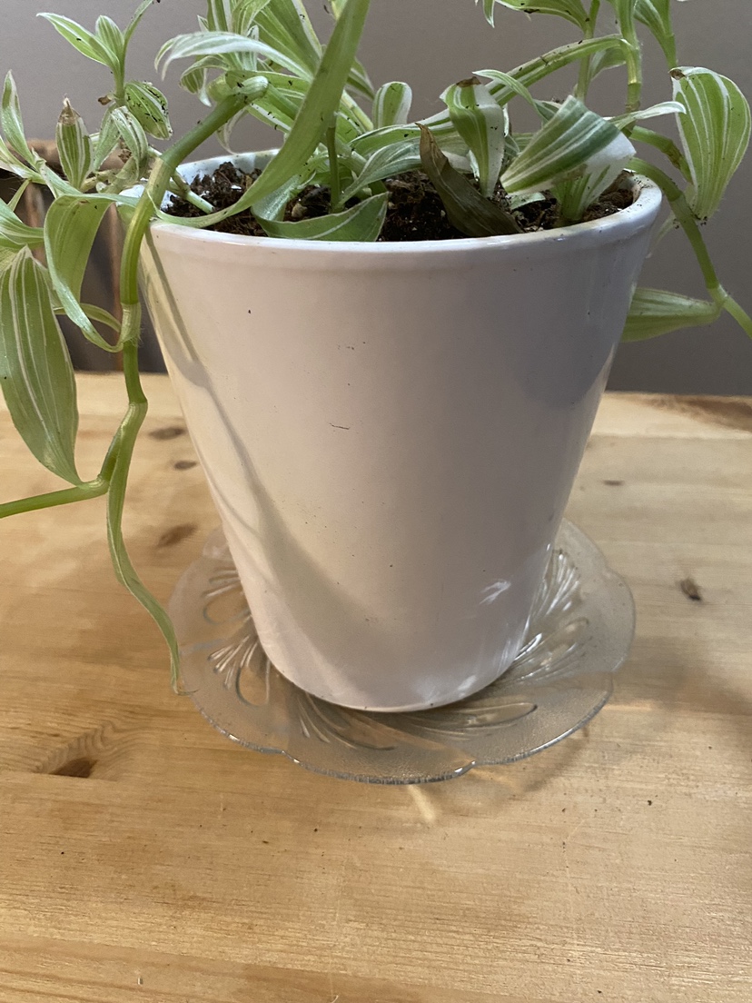 Tradescantia - photo 5