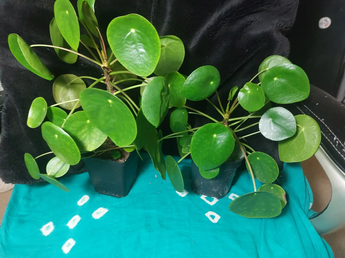 Chinese money plants - Pilea peperomioides thumbnail