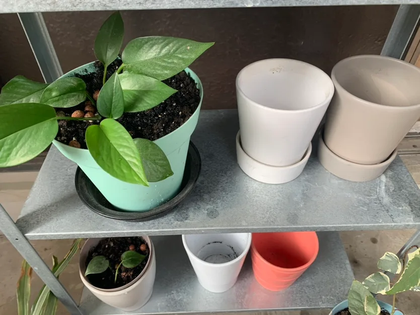$40 for All Plants+ pots+ potting mix image indicator(4)