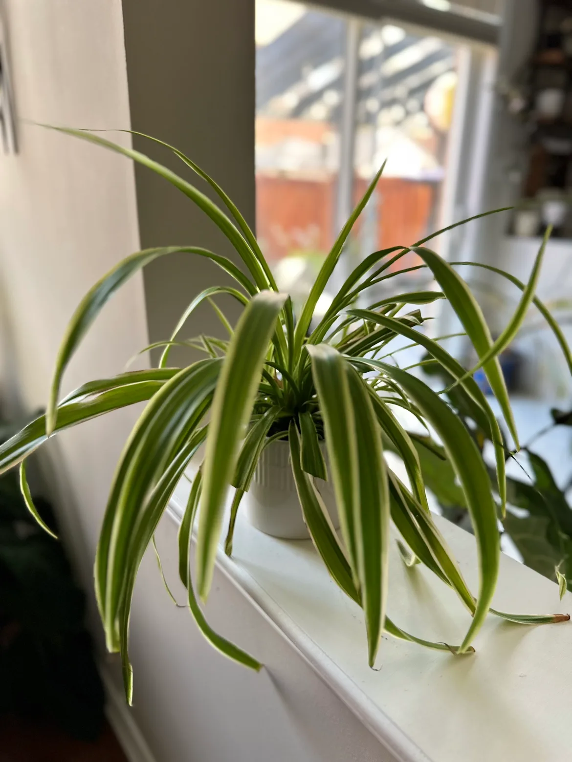 Spider Plant without pot thumbnail