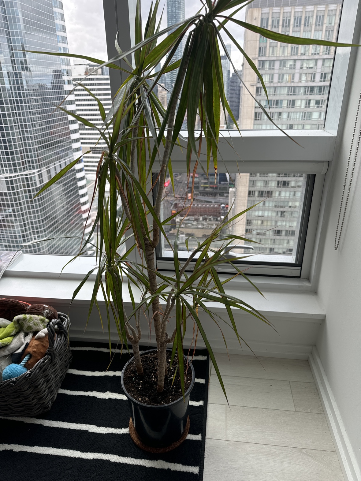 Dracaena Marginata Plant