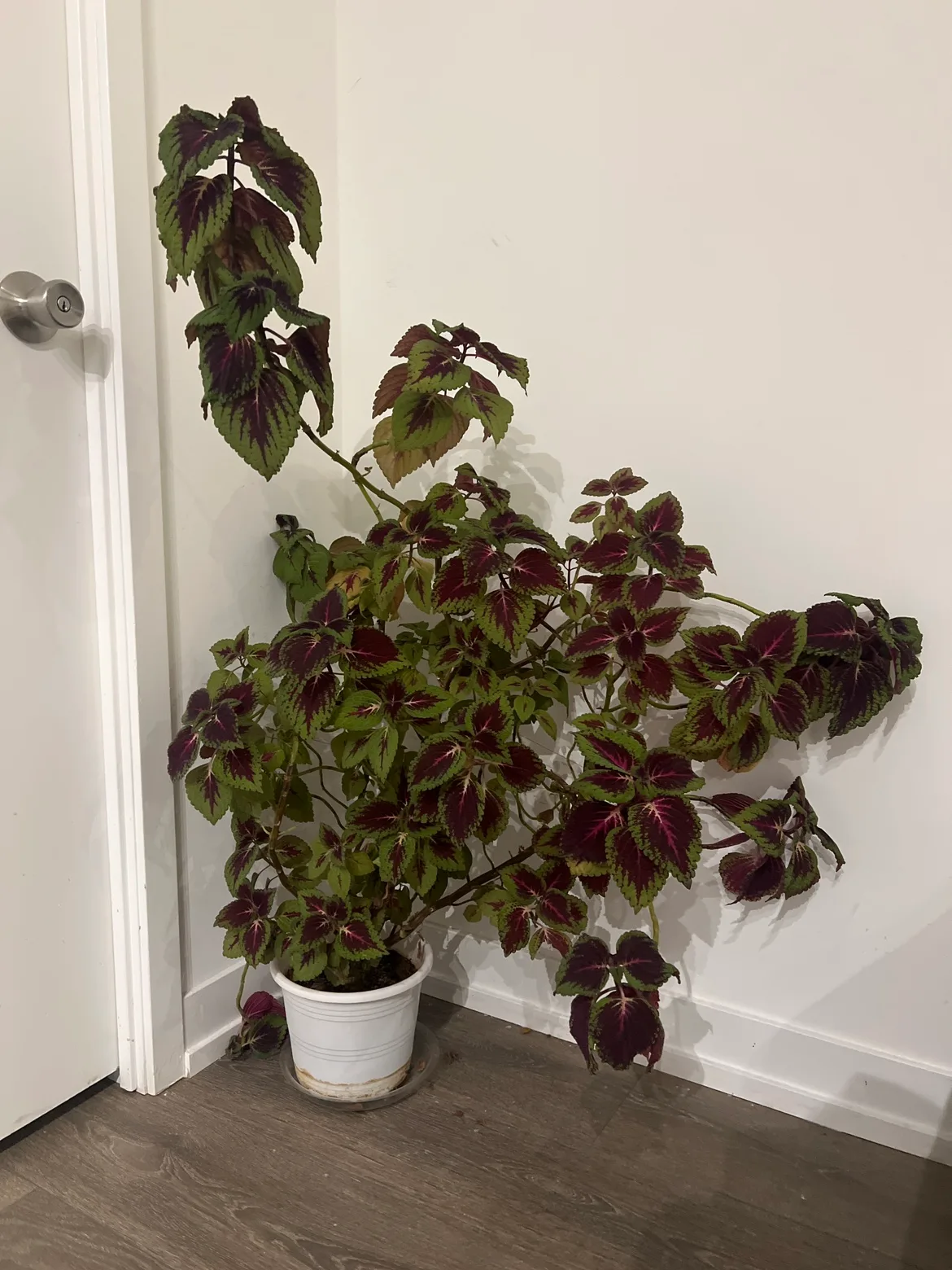 Large Plant image indicator(2)