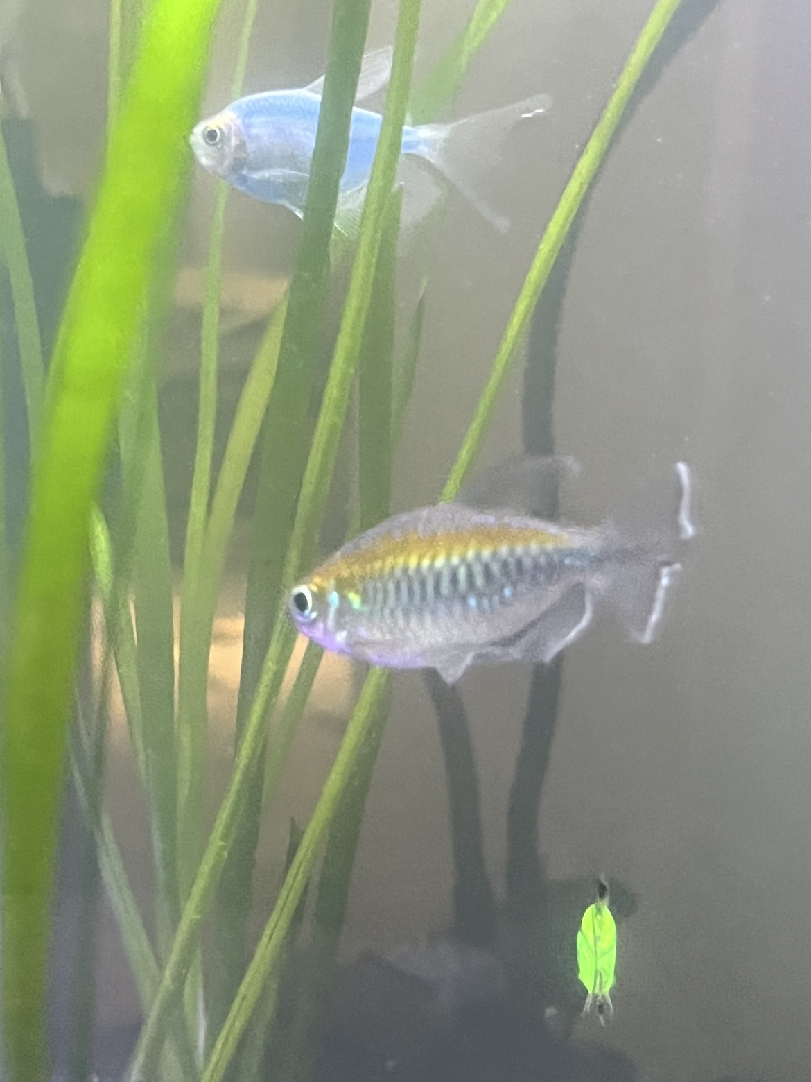 Congo Tetra Fish 2 for sale - photo 2