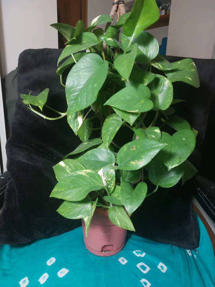 Large pothos plant thumbnail