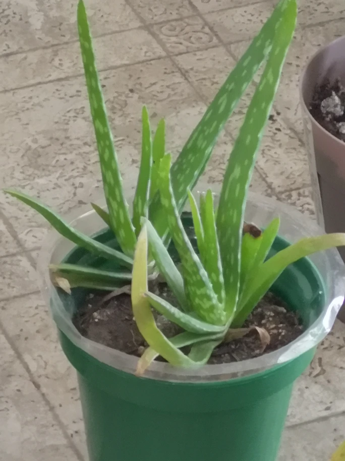 Aloe Vera Plant