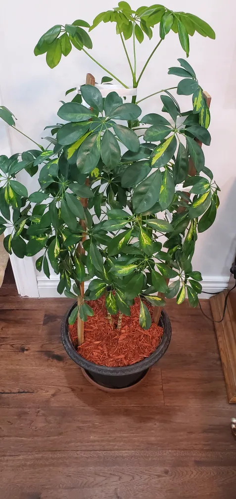 home plants image indicator(2)