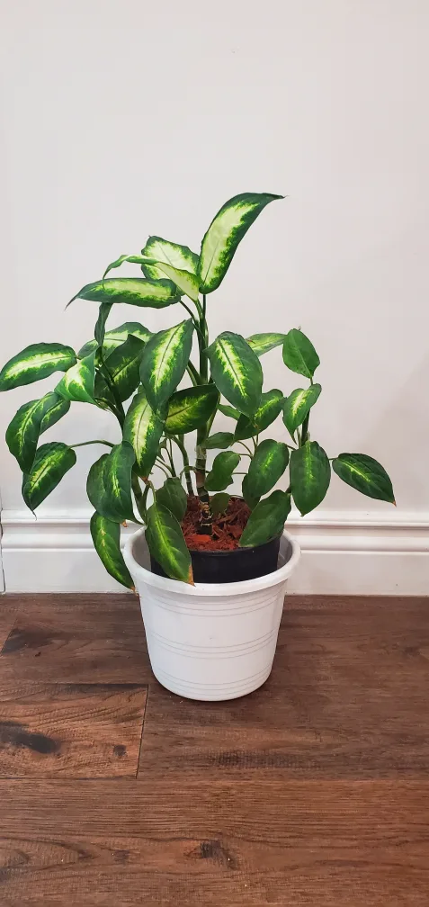 home plants image indicator(4)