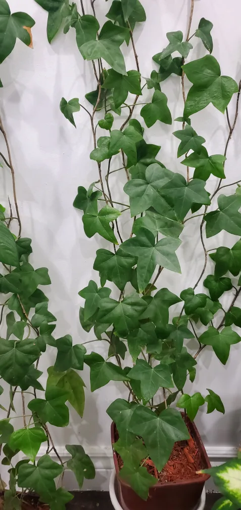 home plants image indicator(5)