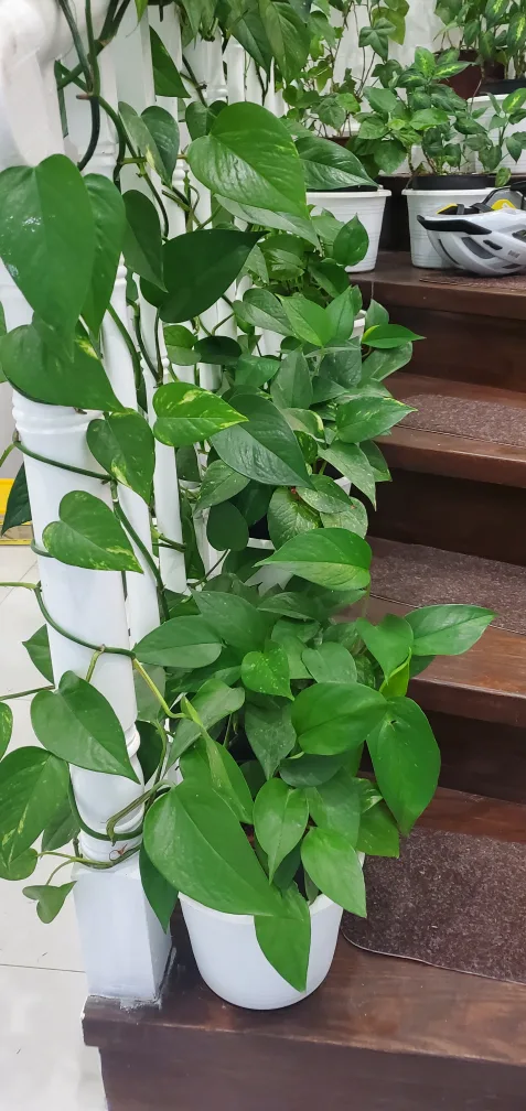 home plants image indicator(6)