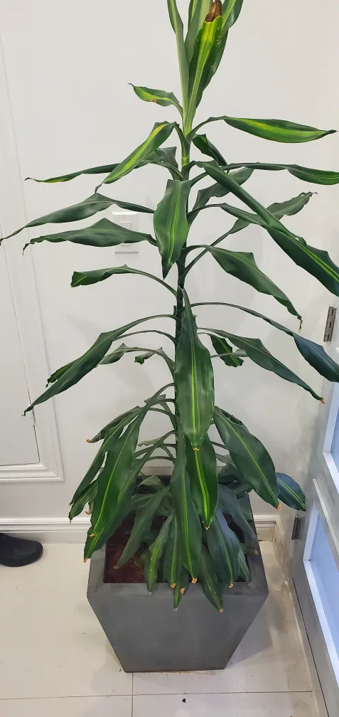 home plants image indicator(7)