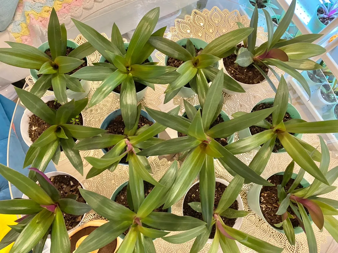 Oyster plant also called Moses in a Cradle plant Tropical plant image indicator(3)