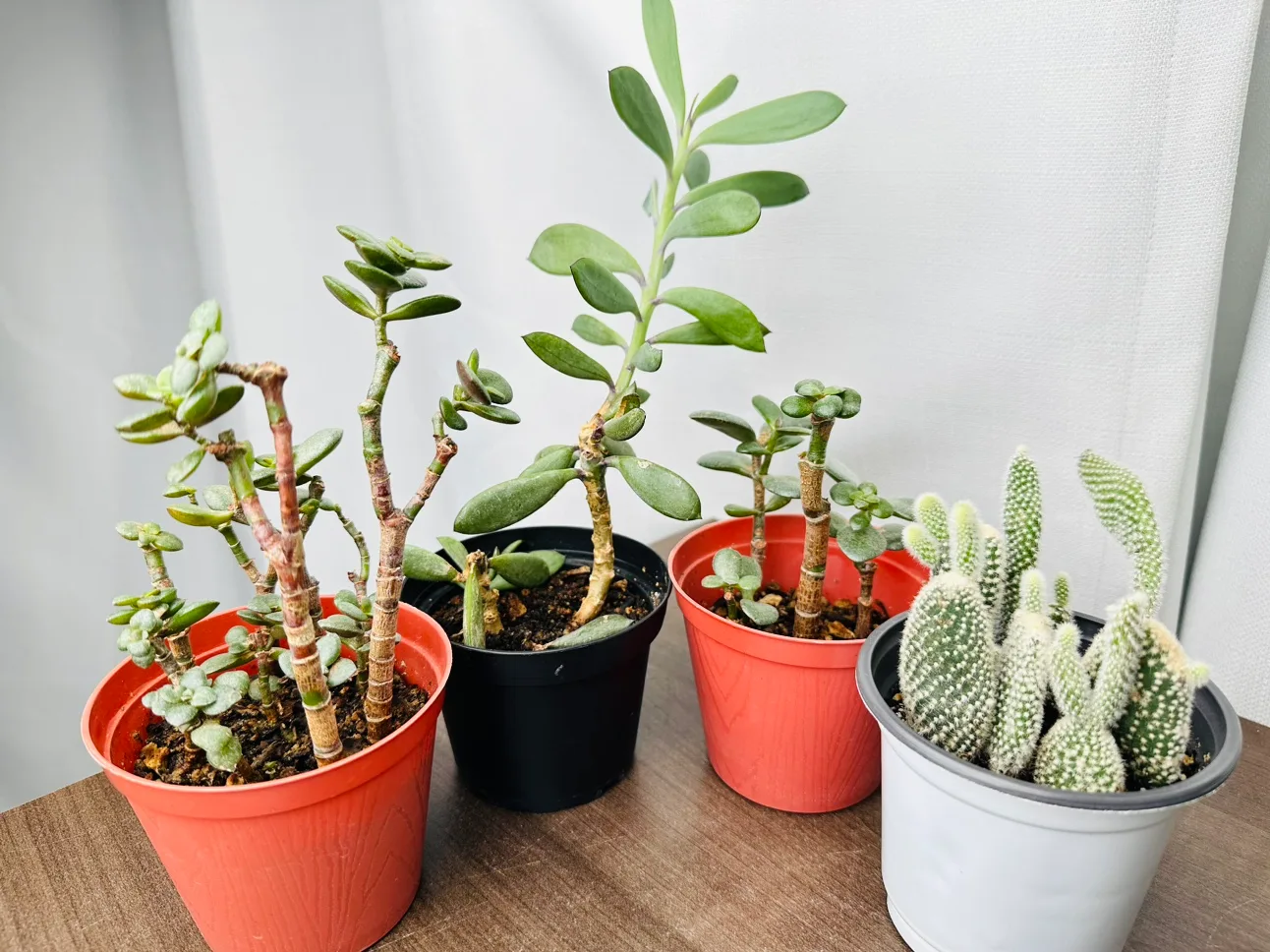 Succulent mix all for $10 thumbnail