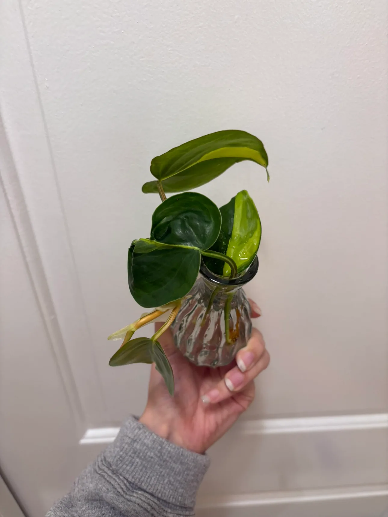 🌱philodendron brazil cutting with glass vase image indicator(3)