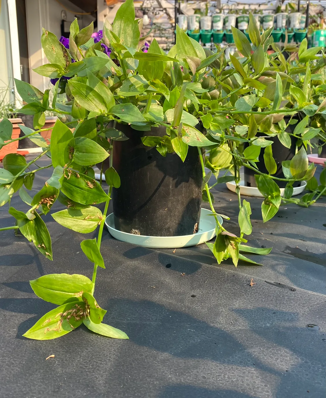 Inch Plant green variety, in 1 gallon pot. Indoor tropical plant image indicator(3)