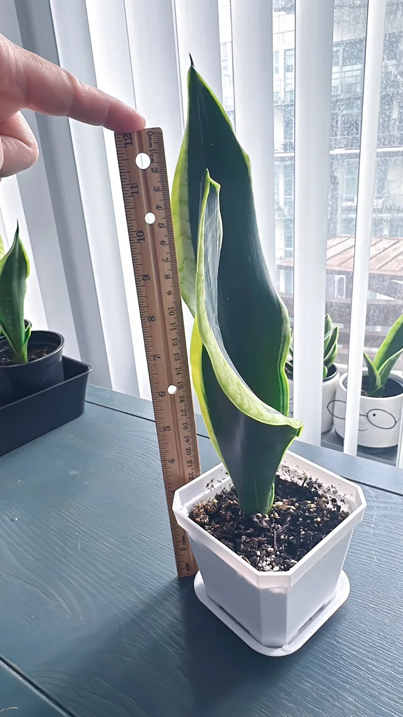 Black Gold Snake Plant (over 1 ft tall) image indicator(4)