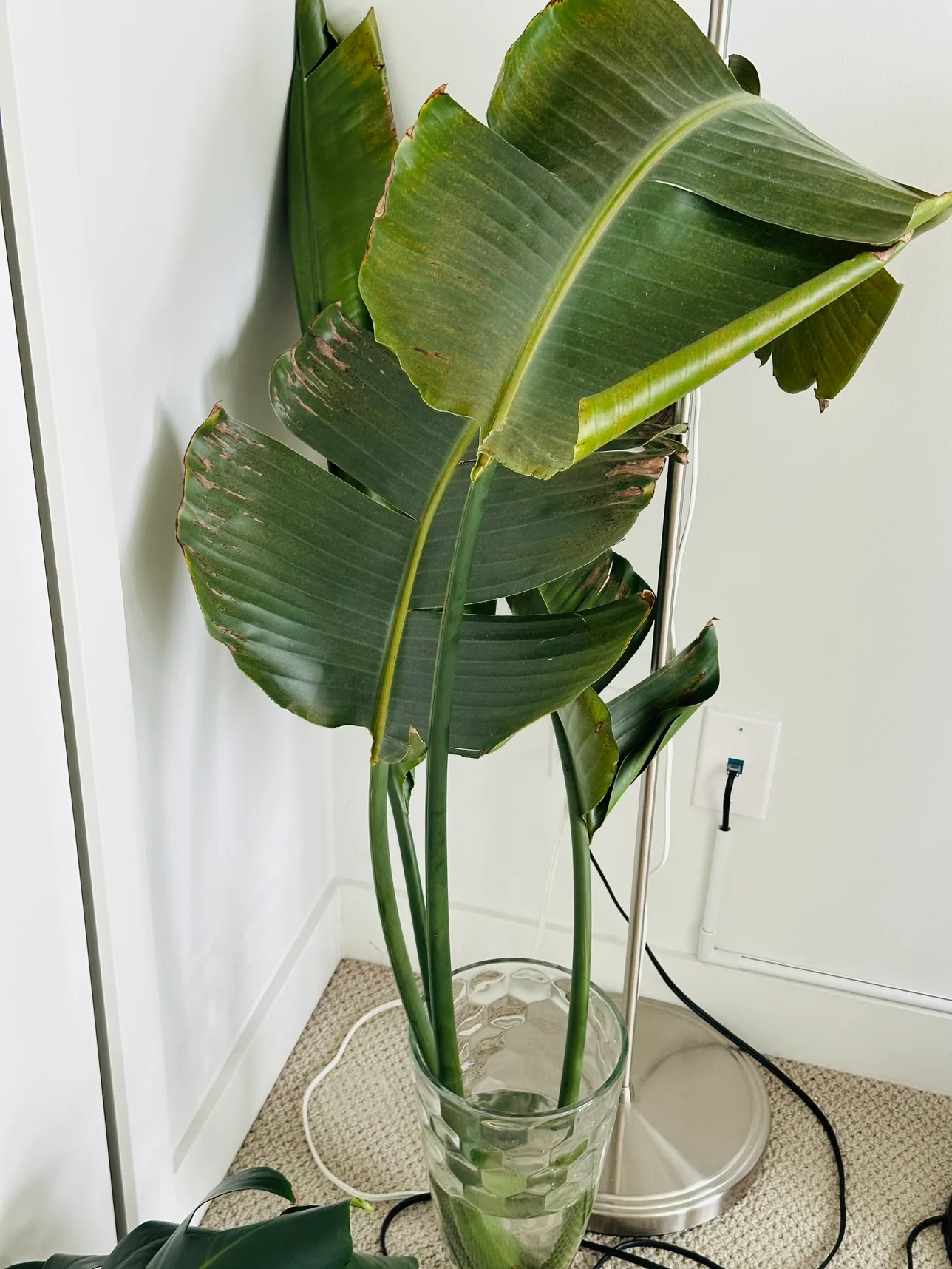 Bird of Paradise Plant cuttings #freecycle thumbnail