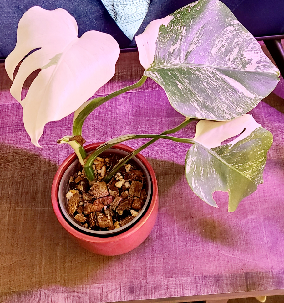 Monstera Albo