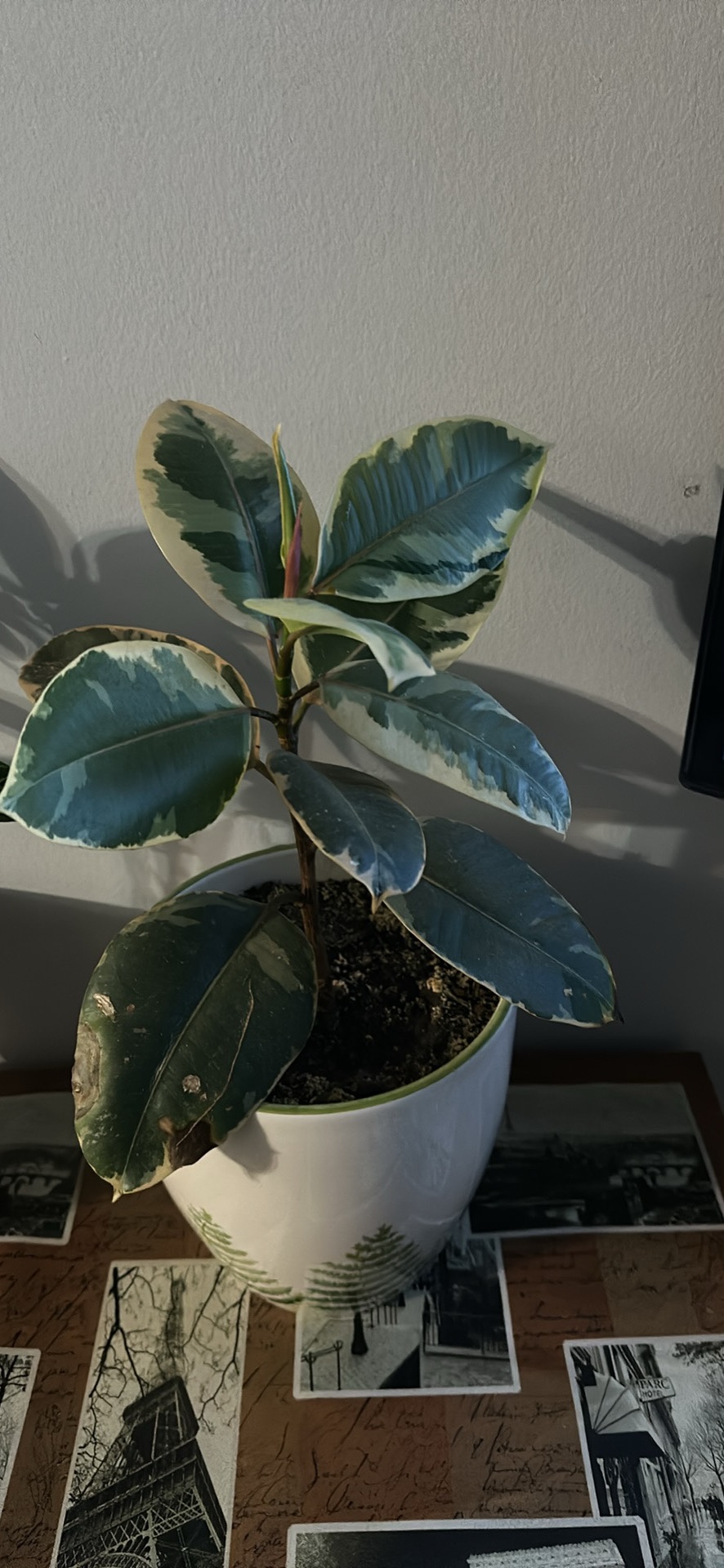 Ficus Lyrata Plant
