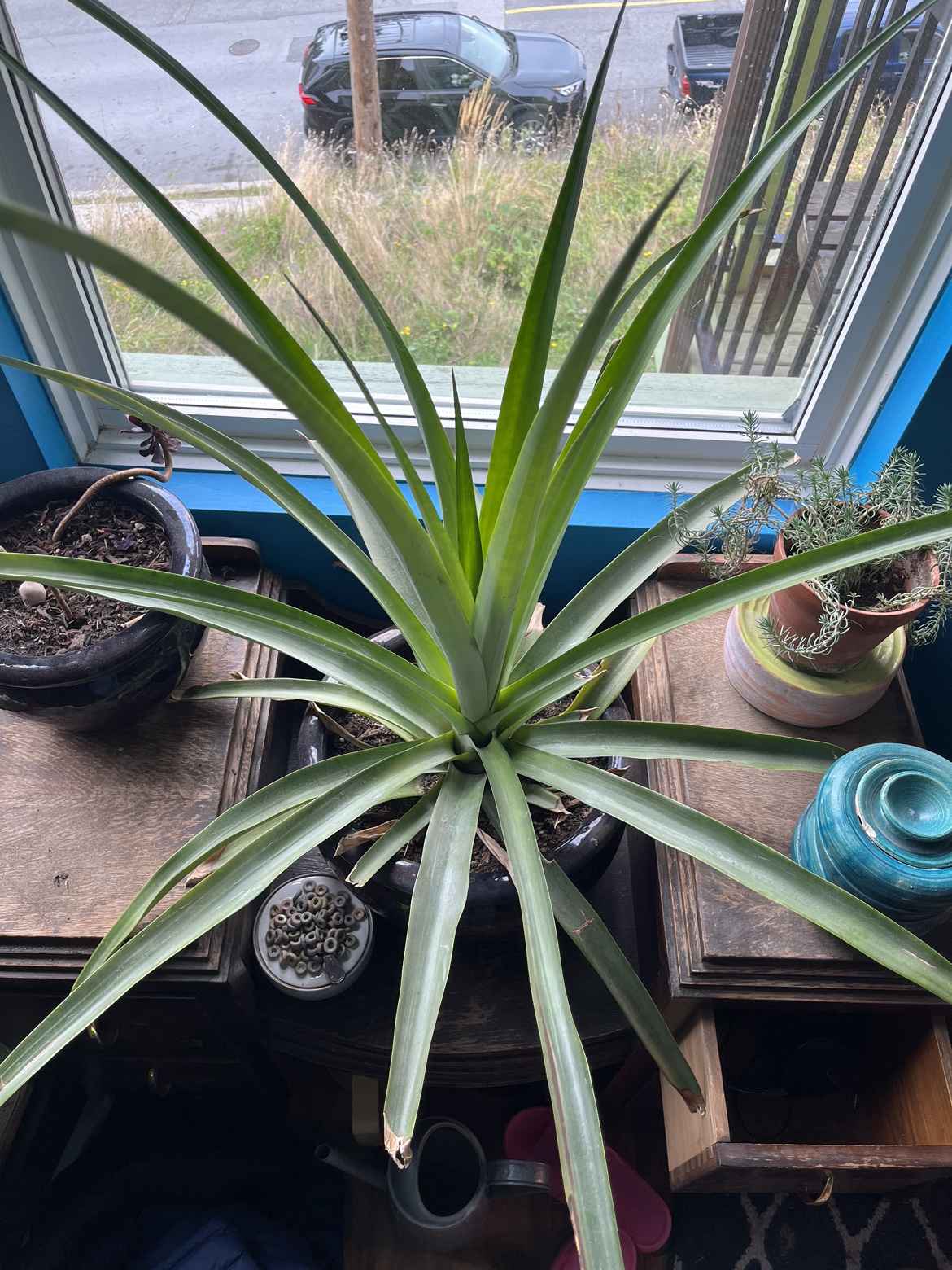 Large Pineapple Plant - photo 3