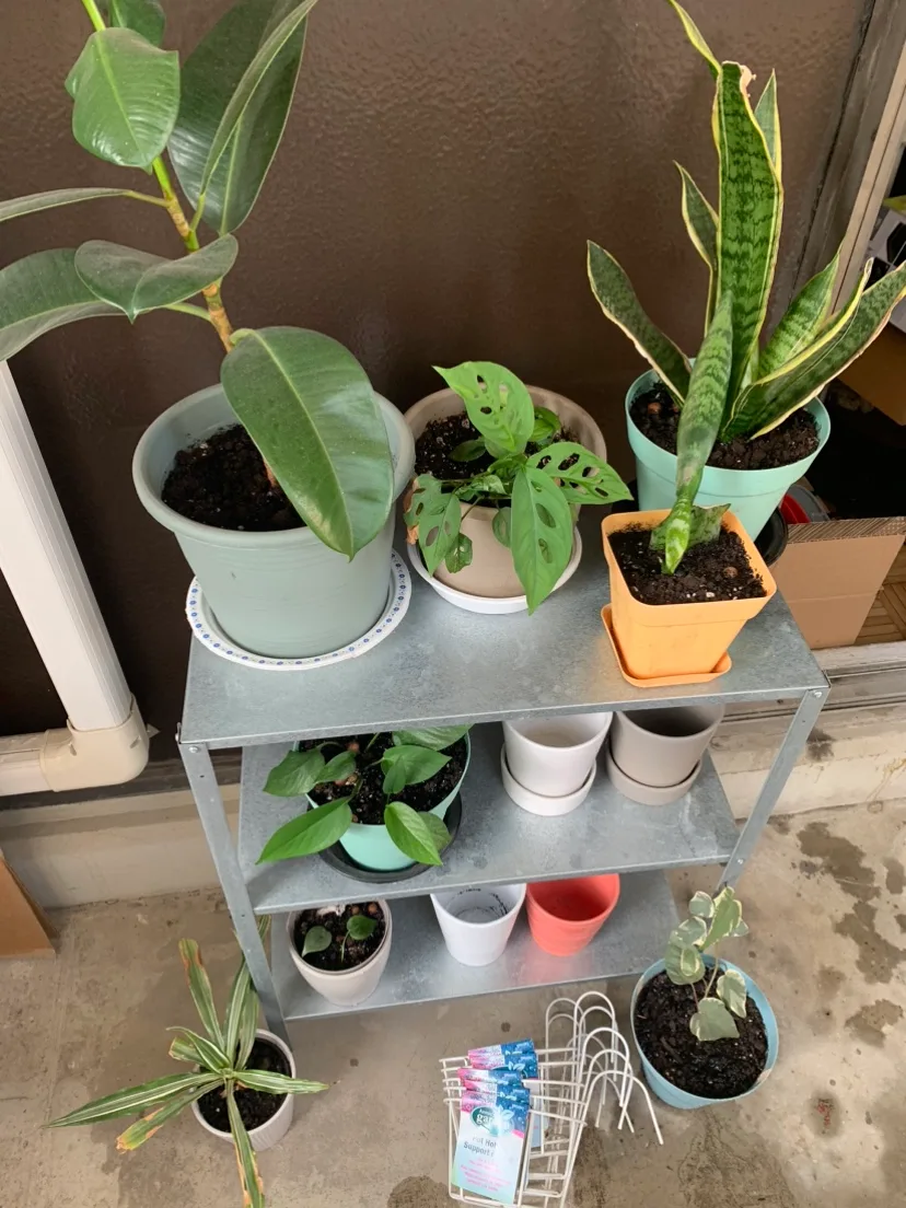 $40 for All Plants+ pots+ potting mix image indicator(2)