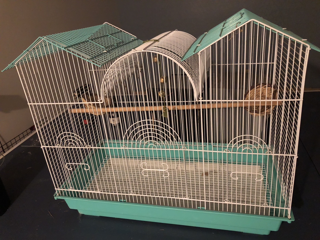 Bird Cage