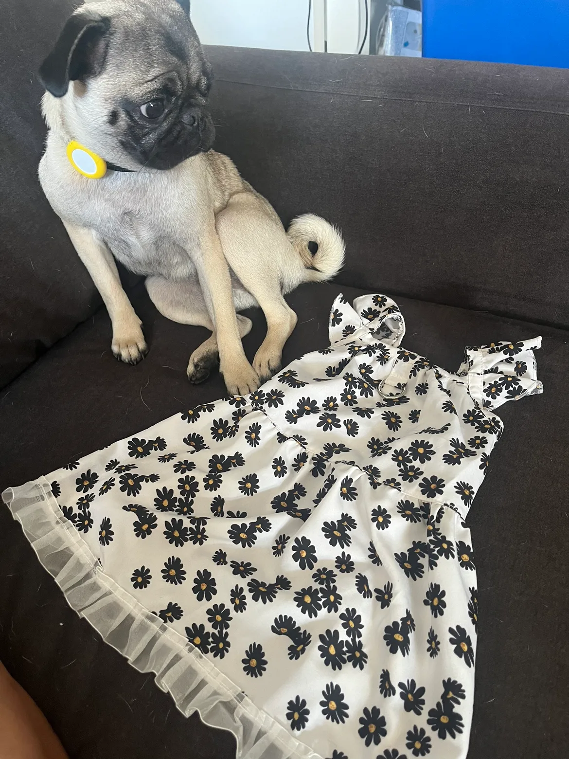 Cute Daisy Dress for a dog #bingo image indicator(3)