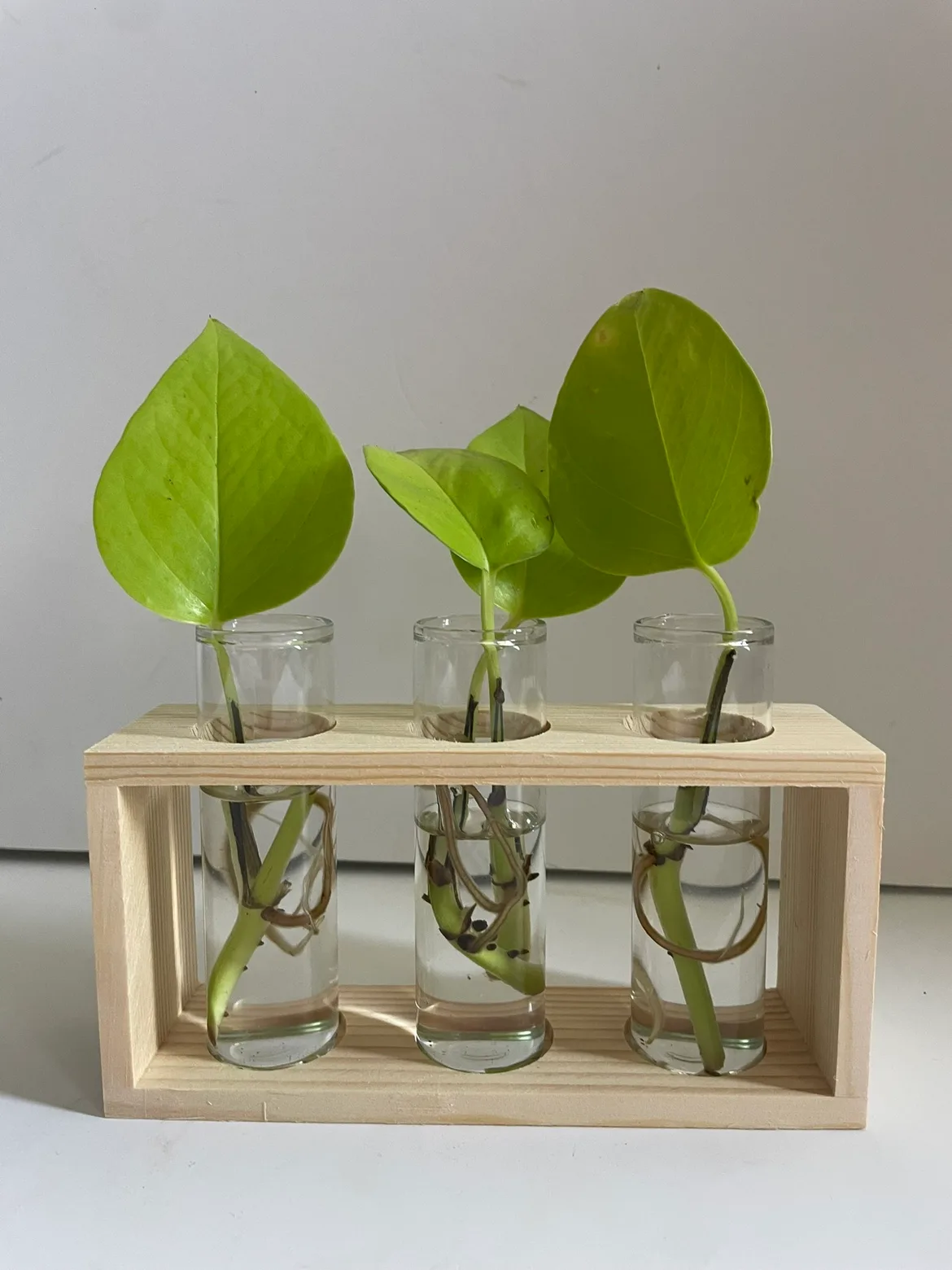 Golden Pothos Plant Propagation thumbnail