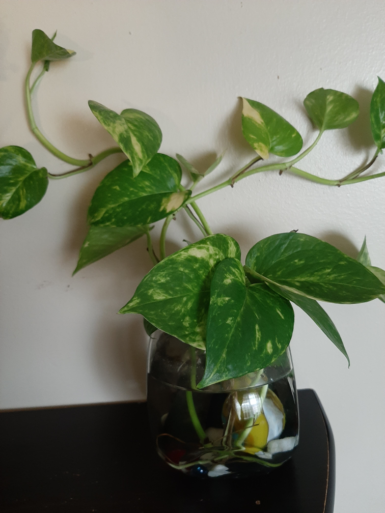 Pothos growing in water