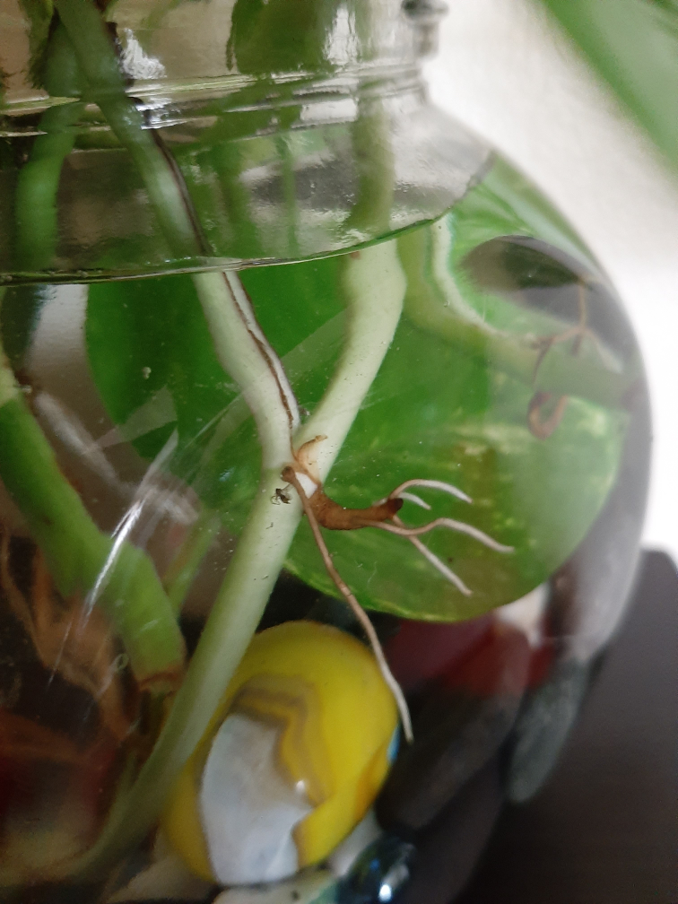 Pothos growing in water - photo 3