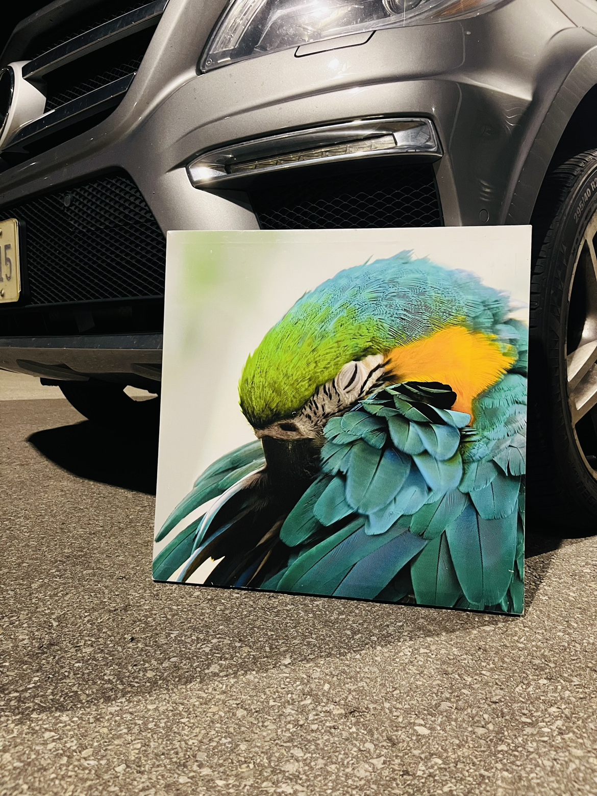Parrot Canvas Wall Art