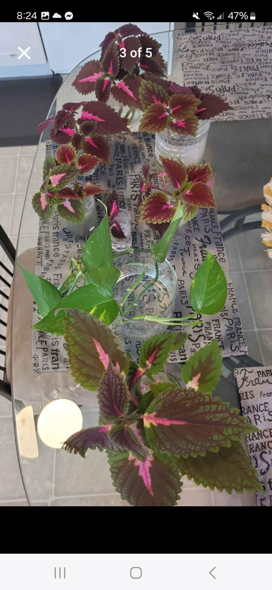 Rooted Plant Clippings LOT - photo 2
